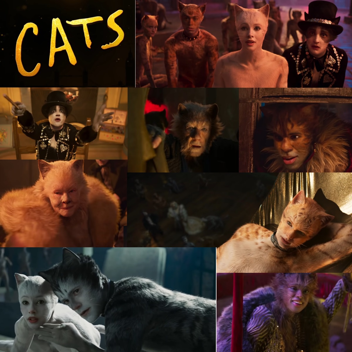 Cats - Immagini gratis