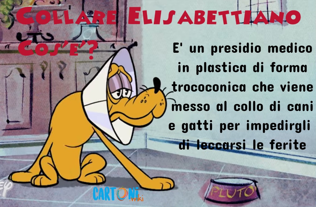 Collare Elisabettiano Cos’?