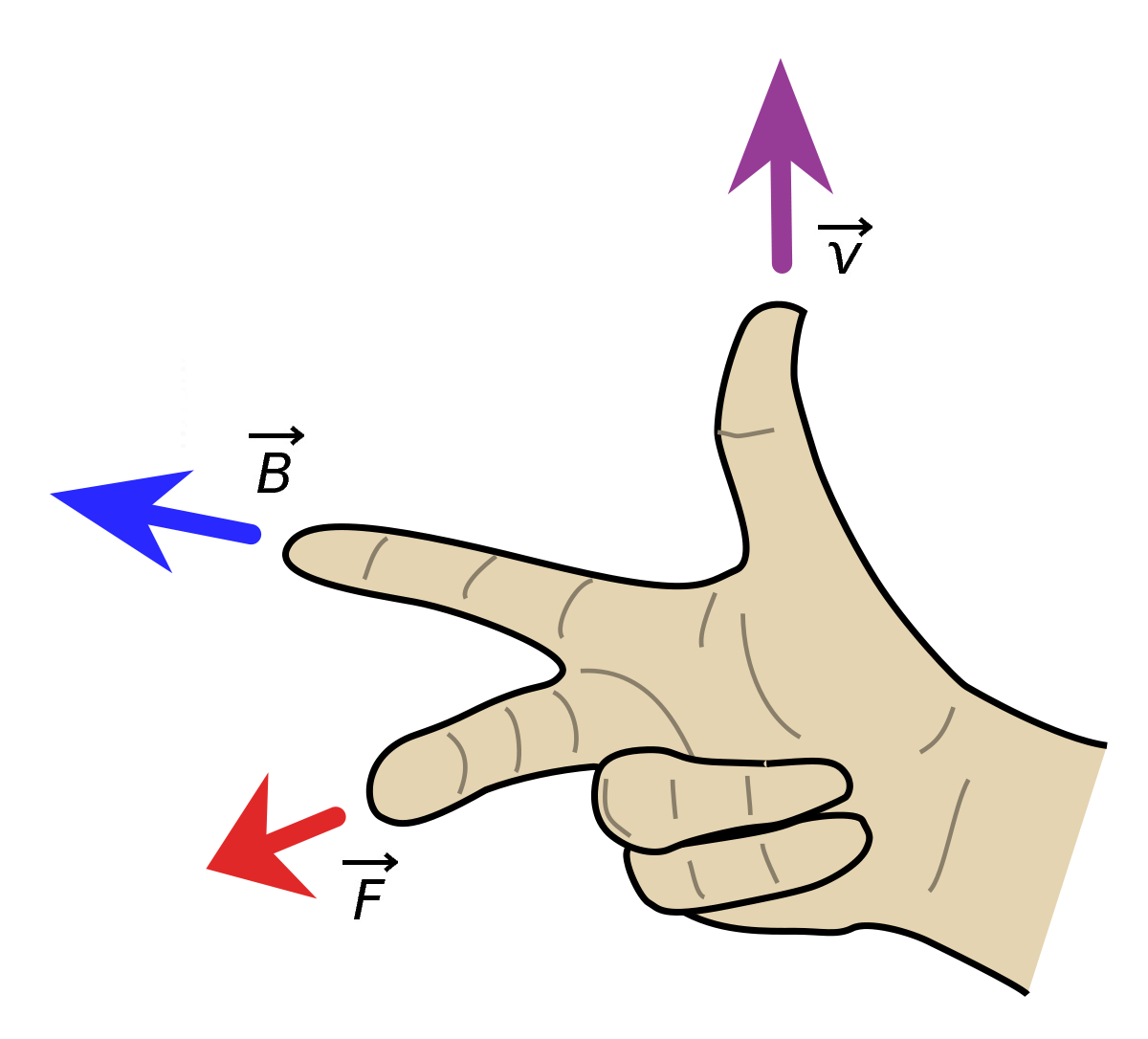 Forza di Lorentz regola della mano destra per determinare la direzione della forza F