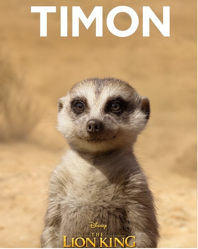 Il re leone film Disney 2019 - personaggi Timon